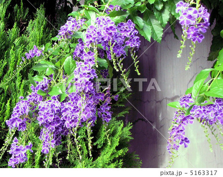 デュランタ（タカラヅカ）／神田 5163317