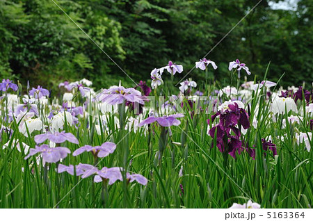 菖蒲 5163364