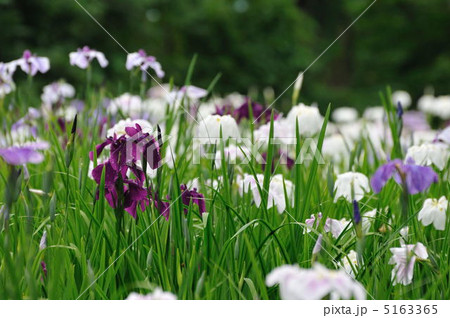 菖蒲 菖蒲 5163365