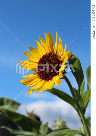 ミニひまわり 5163443