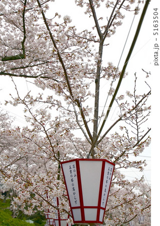 尾道千光寺公園 5163504