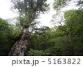 縄文杉 5163822