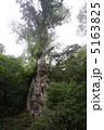 縄文杉 5163825