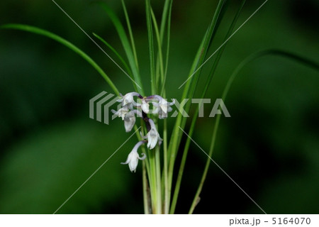 ジャノヒゲ 5164070