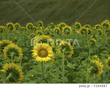 振り返るひまわり 5164087