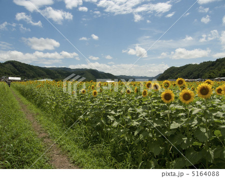 ひまわり小道 5164088