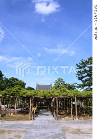 樹齢600年の影向の松(国の天然記念物） 5164191