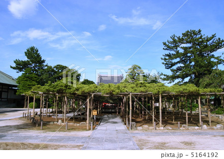 樹齢600年の影向の松(国の天然記念物）　 5164192