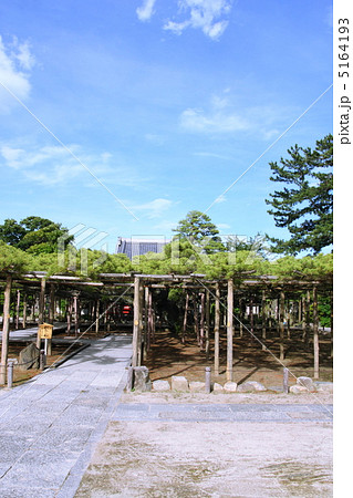 樹齢600年の影向の松(国の天然記念物) 樹齢600年の影向の松(国の天然記念物) 5164193