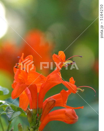 ヒメノウゼンカズラ 5164250