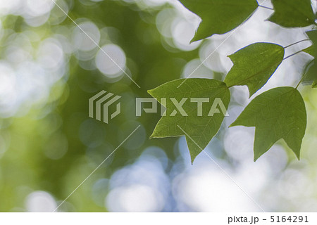 トウカエデの葉の写真素材