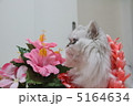 ペルシャ猫 5164634