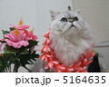 ペルシャ猫フラガール 5164635