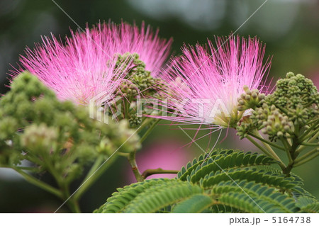 ネムノキの花 ネムノキの花 5164738