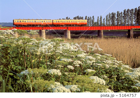 ハナウドの咲く土手から-小湊鉄道 5164757
