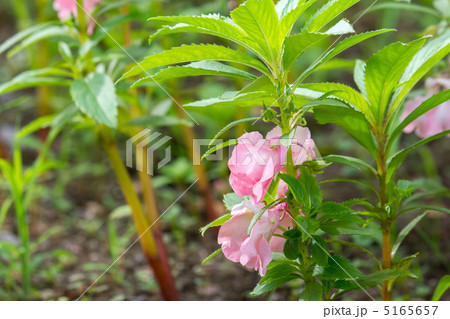 ホウセンカ 5165657