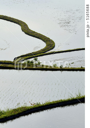 田んぼと畦の風景 田んぼと畦の風景 5165688