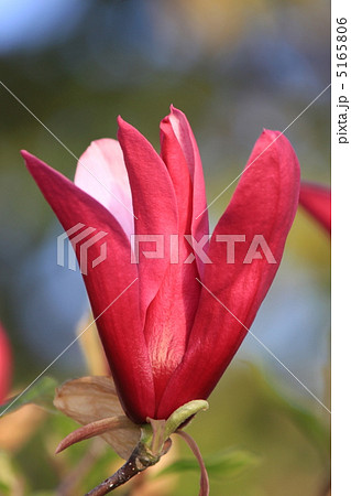 シモクレン シモクレン 5165806