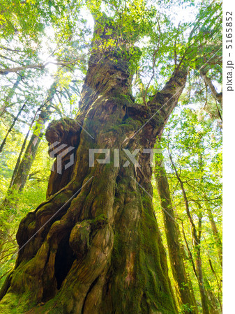 屋久島 ヤクスギランド 仏陀杉 屋久島 ヤクスギランド 仏陀杉 5165852