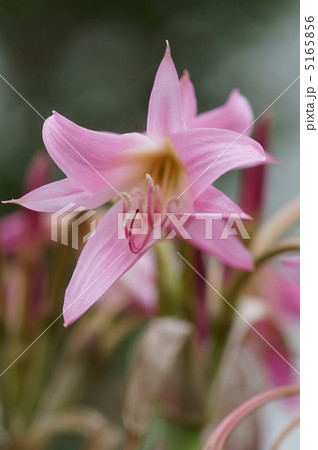 夏の花 アフリカ浜木綿に似たアマルクリヌムのようです。 夏の花 アフリカ浜木綿に似たアマルクリヌムのようです。 5165856