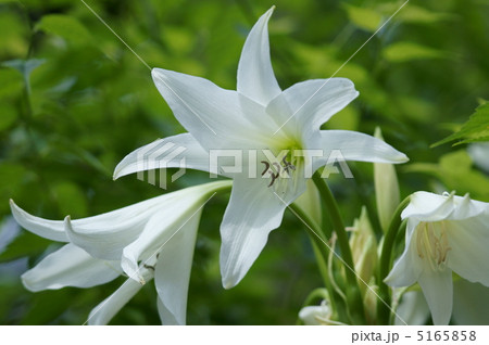 夏の花　アフリカ浜木綿 5165858