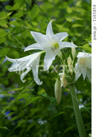 夏の花 アフリカ浜木綿 夏の花 アフリカ浜木綿 5165859