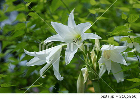 夏の花　アフリカ浜木綿 5165860