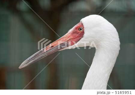 ソデグロヅル 5165951