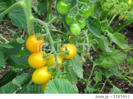 ミニトマト ピンキー の写真素材