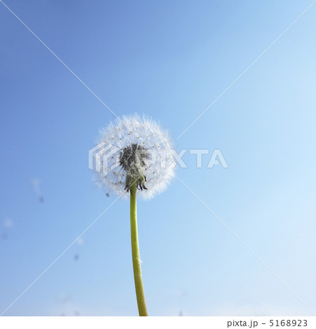 青空とタンポポの綿毛 青空とタンポポの綿毛 5168923