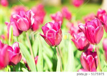 Tulip flowers in the park Tulip flowers in the park 5175975