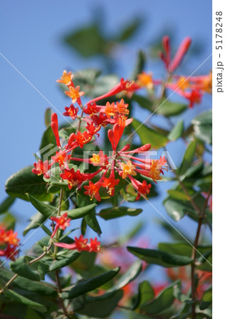 突抜忍冬　ツキヌキニンドウと申します。 5178248