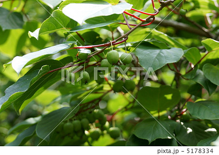 猿が大好きなので「猿梨」だとか。　熊も好きらしいです・・・ 5178334