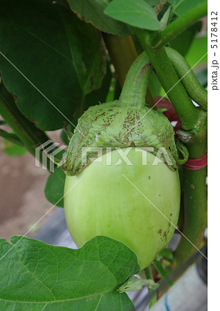 トロなす02 トロなす02 5178412