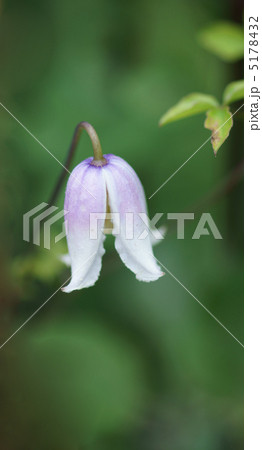 これもクレマチスです。 名前はカイウ。 これもクレマチスです。 名前はカイウ。 5178432