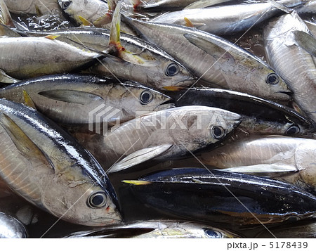 キメジマグロの水揚げ 5178439