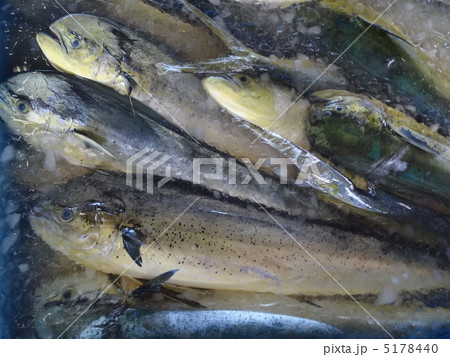 シイラの水揚げ 5178440