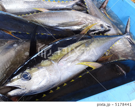 キハダマグロの水揚げ 5178441