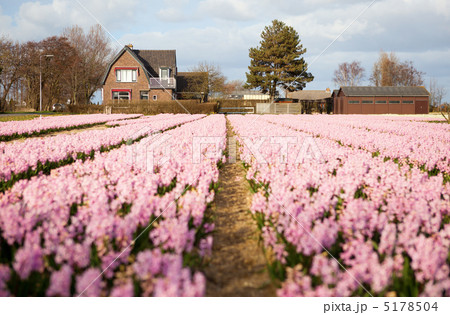 Beautiful hyacinth field in Holland Beautiful hyacinth field in Holland 5178504