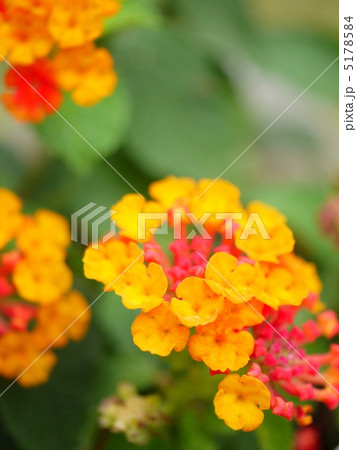 ビタミンカラーのランタナ（縦画像） 5178584