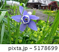 セイヨウオダマキ　横 5178699