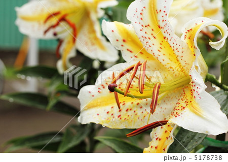 ヤマユリ 5178738