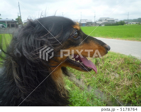 犬。 犬。 5178764