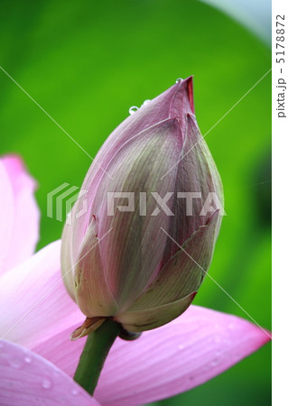 雨上がりの蓮 5178872