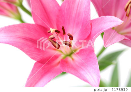ピンク色のユリの花 5178939