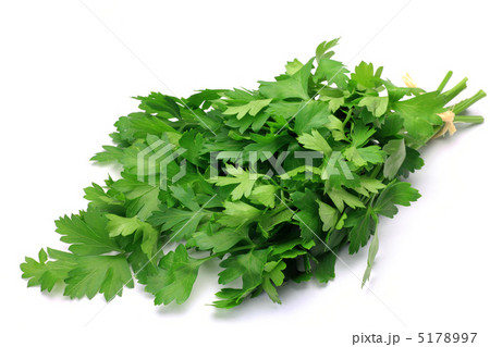 イタリアンパセリ イタリアンパセリ 5178997