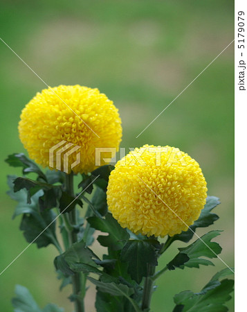 ポンポン菊の写真素材