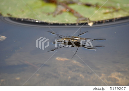 アメンボのカップル アメンボのカップル 5179207