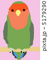 コザクラインコ 5179290