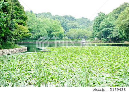 三ッ池公園の池 三ッ池公園の池 5179428